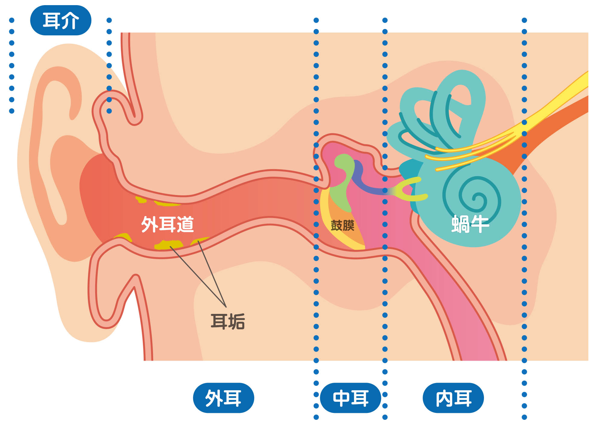 耳から出る分泌物＋ホコリ＝耳垢